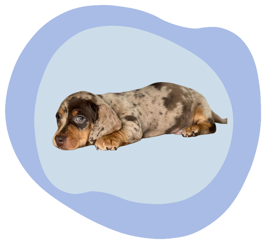 Cachorro teckel arlequín descansando