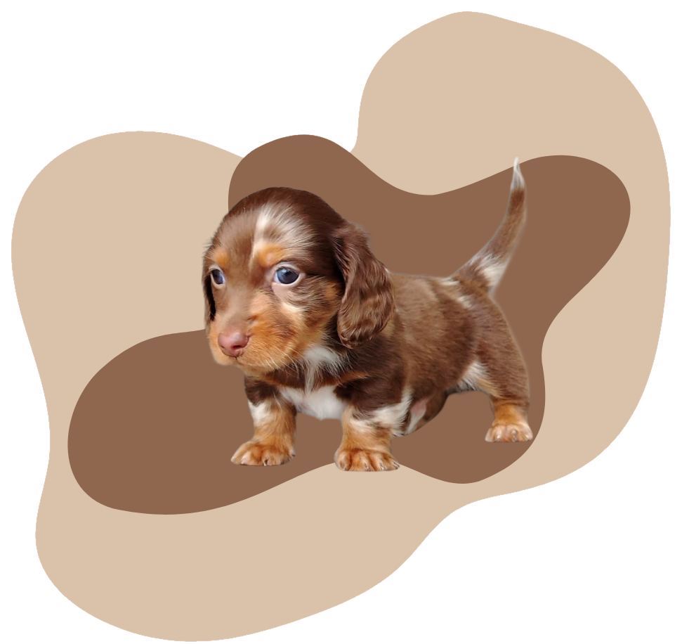 Cachorro teckel chocolate jugando