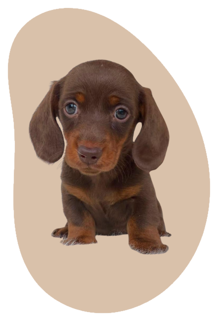 Cachorro teckel choco and tan