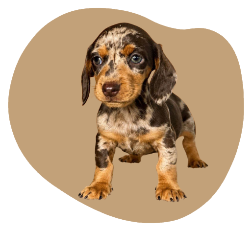 Cachorro teckel choco merle moteado