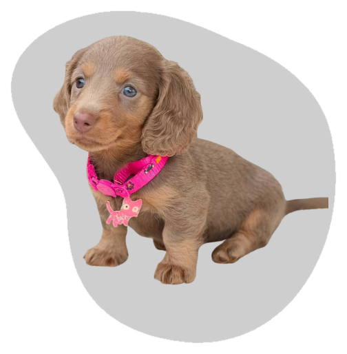 Cachorro teckel isabella de tonos lila y café claro