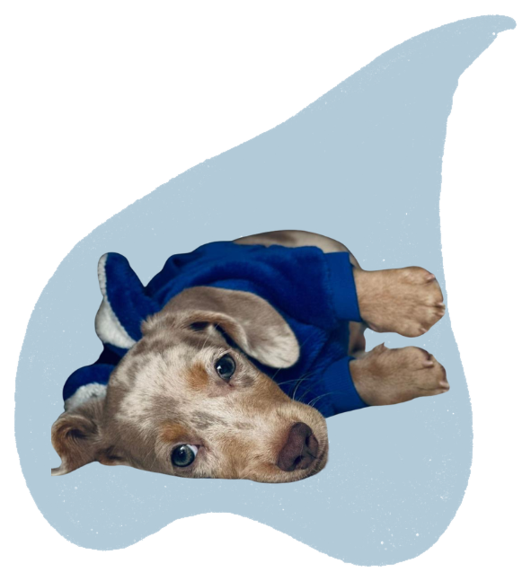 Cachorro teckel de pelo corto