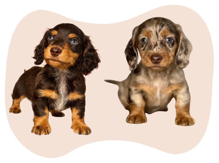 Cachorros teckel de pelo largo
