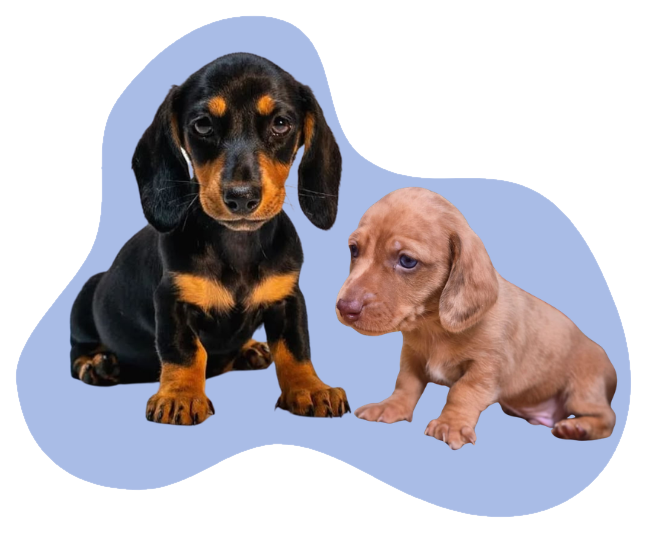 Cachorros teckel línea tradicional negro y fuego