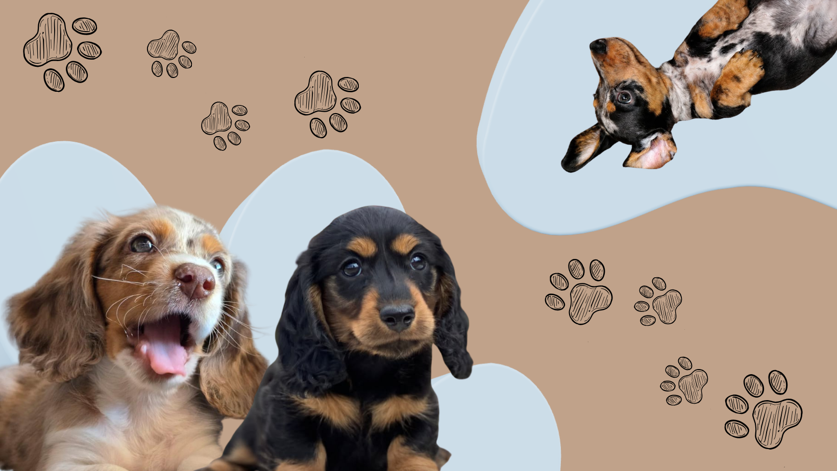 Cachorros teckel de Mundo Teckel